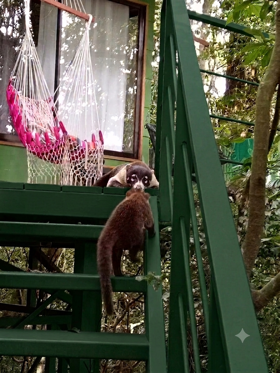 Terraza Howler Monkey